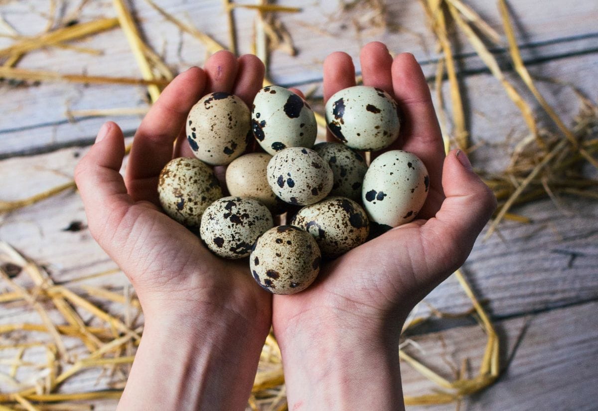 Zentora Quail Egg Specialities